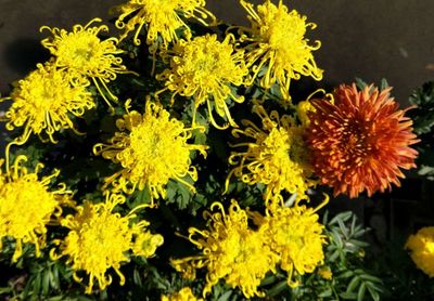 秋光里的孤傲 唯美菊花诗画