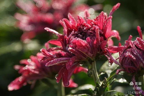 花卉摄影 王城公园赏菊