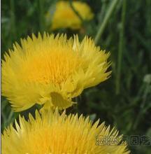 【芙蓉花种子】最新最全芙蓉花种子 产品参考信息