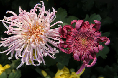 2012菊花2--争艳 - 花卉 - 2012菊花2--争艳 - 青城月