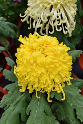 花卉园菊花展尾sjz