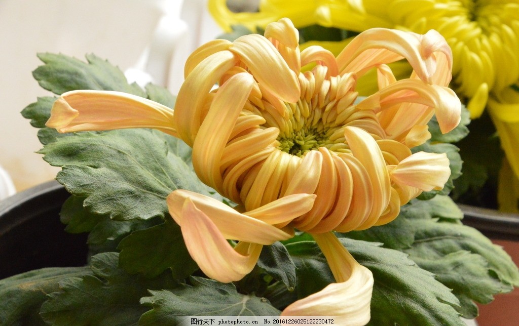 菊花