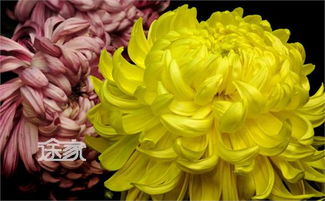 2014北京鲜花港菊花展 时间、门票、交通与活动全攻略