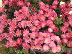 河北地被花卉地被菊