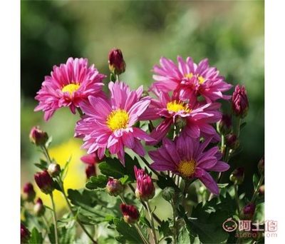 溢芳花卉园 地被菊种子，成就花海工程的秘密武器