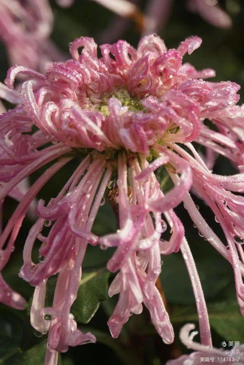 花卉摄影 王城公园赏菊